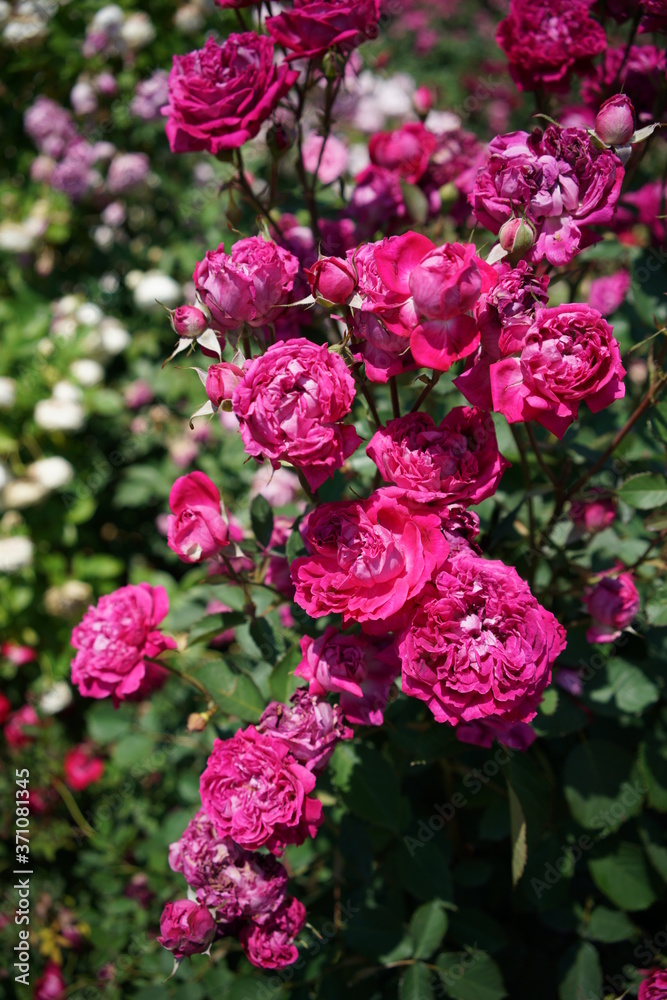 Dark Red Flower of Rose 'Eugene de Beauharnais' in Full Bloom
Dark Red Flower of Rose 'Eugene de Beauharnais' in Full Bloom