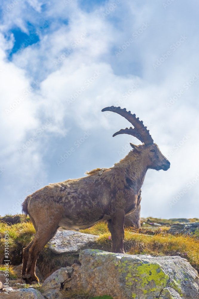 Beautiful Alpine ibex in the snowy mountains of Gran Paradiso National Park, Italy Beautiful Alpine ibex in the snowy mountains of Gran Paradiso National Park, Italy