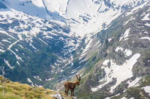 Beautiful Alpine ibex in the snowy mountains of Gran Paradiso National Park, Italy