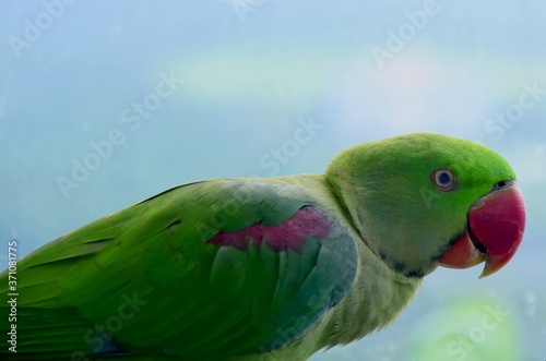 A closeup of an Indian parrot in the rainy season.