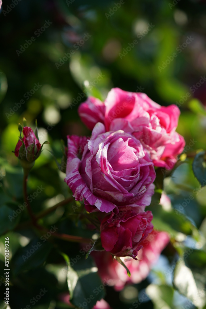 Variegated, Pink and White Flower of Rose 'Framboise Vanille' in Full Bloom
Variegated, Pink and White Flower of Rose 'Framboise Vanille' in Full Bloom