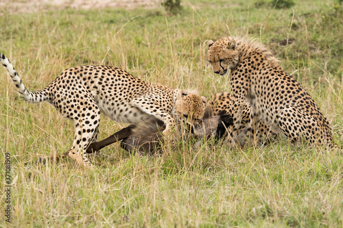 Cheetahs hunting a wildebeest at Masai Mara, Kenya
