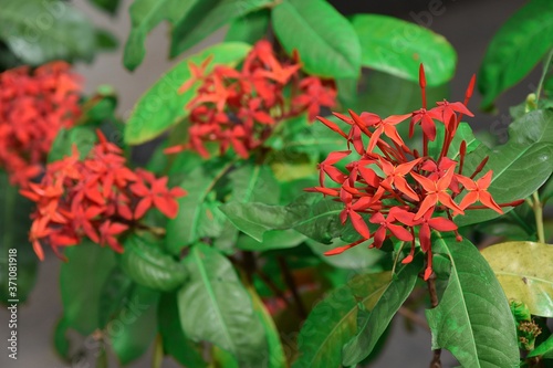 Close up blooming red flowers of West Indian Jasmine used for paying homage to teachers.