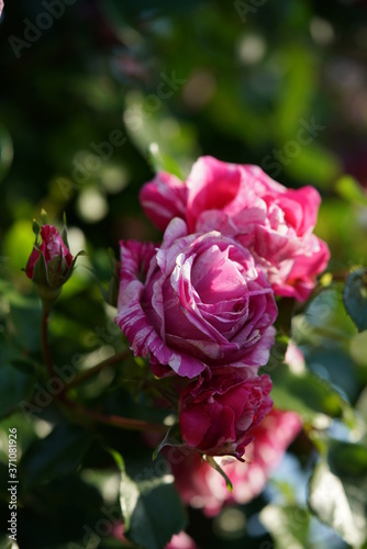 Variegated  Pink and White Flower of Rose  Framboise Vanille  in Full Bloom 
