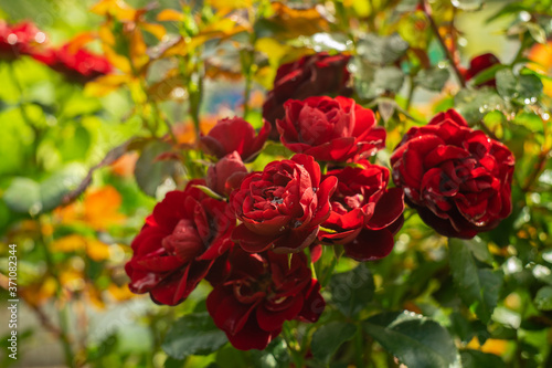 Many red garden rose buds in the garden on a Bush