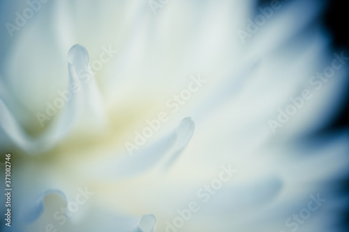abstract nature background of flower petals