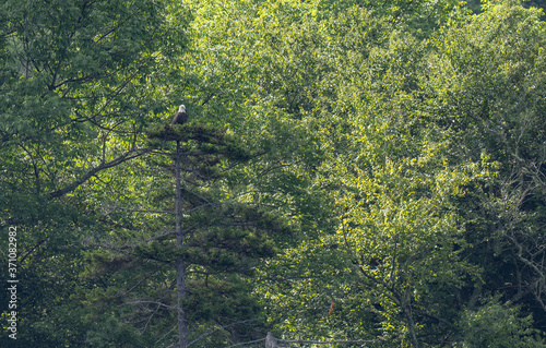 Bald Eagle perched on pine tree with pine cones staring downward.   Leafy trees in the back ground.