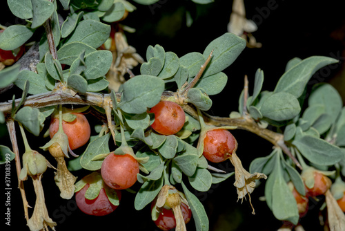 Fruit of the Wolfberry, Lycium Andersonii native to Arizona. photo