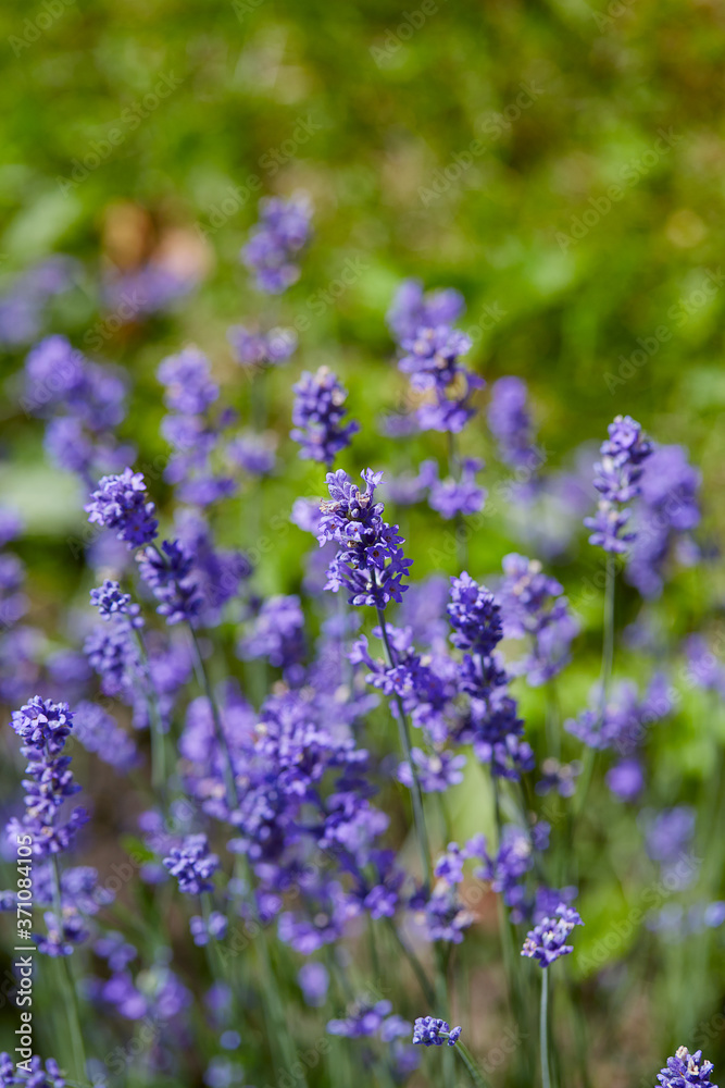 growing lavender flowers on a sunny summer day