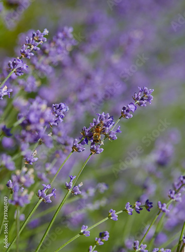 Fototapeta Naklejka Na Ścianę i Meble -  growing lavender flowers on a sunny summer day