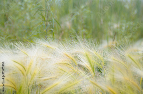 Fluffy spikelets of meadow grasses for background or wallpapers.