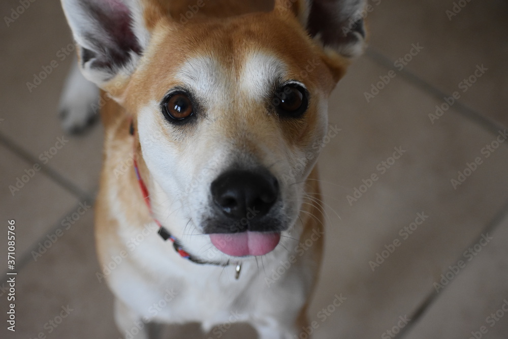 close up of a dog