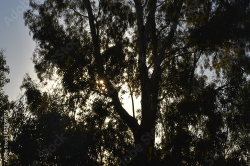 sun through trees