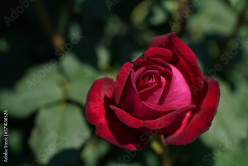 Red Flower of Rose 'Goethe Rose' in Full Bloom 