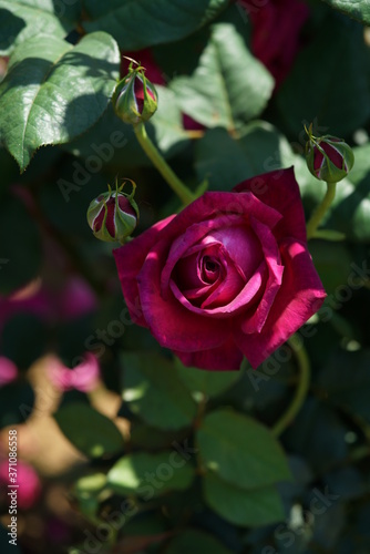 Red Flower of Rose  Goethe Rose  in Full Bloom 