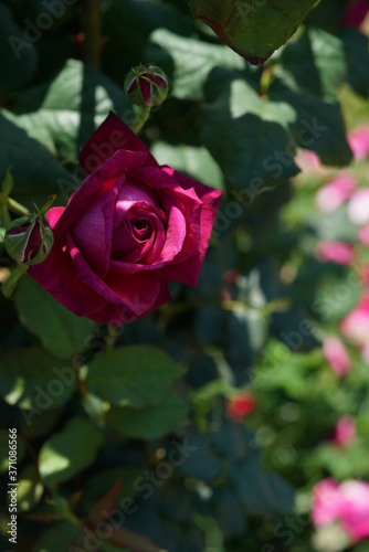 Red Flower of Rose  Goethe Rose  in Full Bloom 