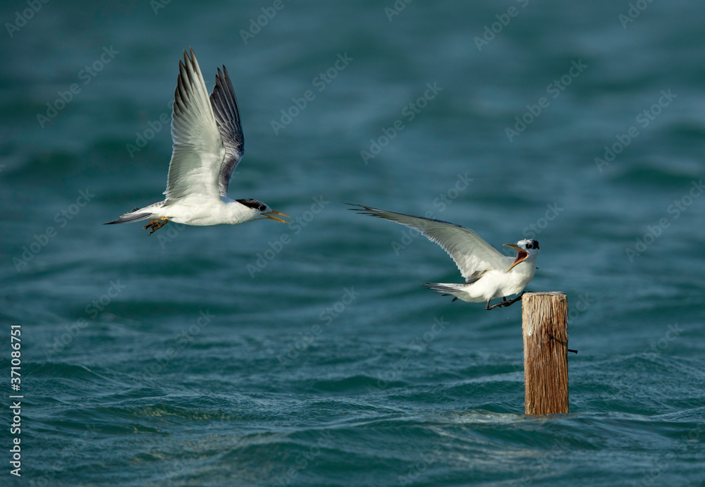 Terns are seabirds in the family Sternidae Terns are seabirds in the family Sternidae