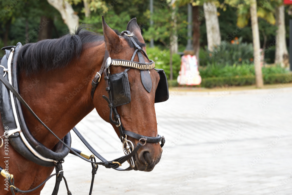 A horse in Plaza de Espana in Seville, Spain A horse in Plaza de Espana in Seville, Spain