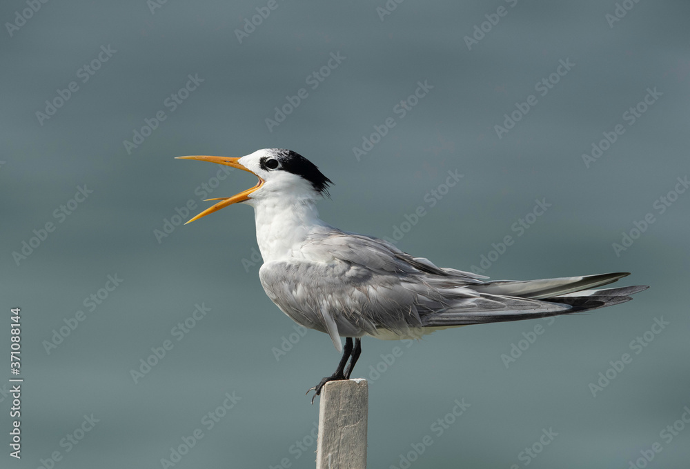 Terns are seabirds in the family Sternidae Terns are seabirds in the family Sternidae