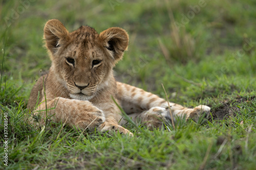 The lion is one of the four big cats and belongs to genus Panthera