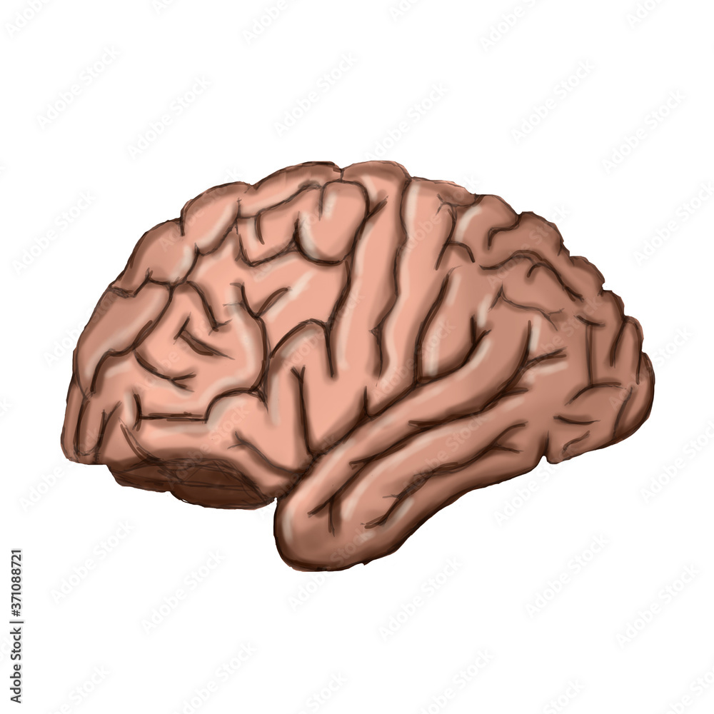 Brain, side view, cerebrum Brain, side view, cerebrum
