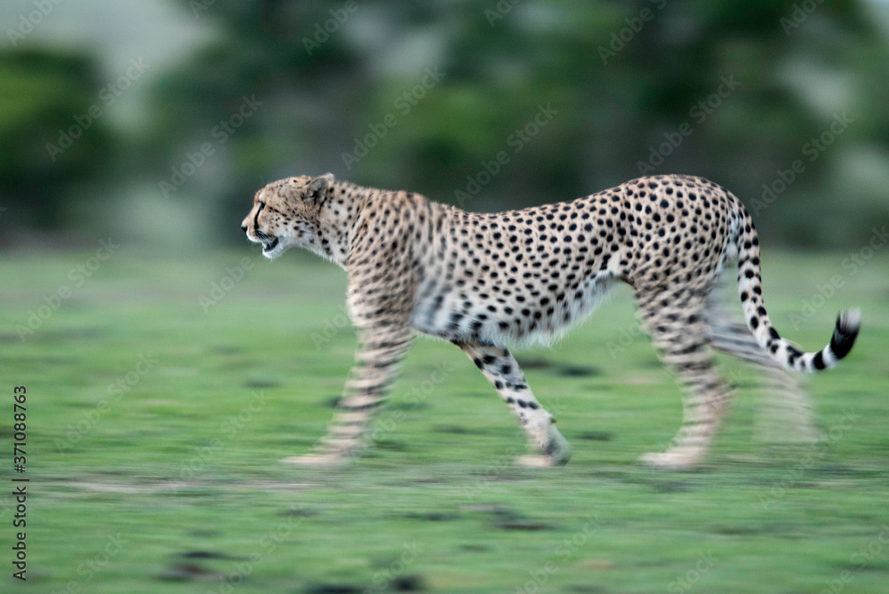 Obraz premium Cheetah is a big cat also know as the hunting leopard