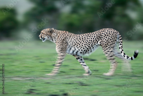 Fototapeta Naklejka Na Ścianę i Meble -  Cheetah is a big cat also know as the hunting leopard