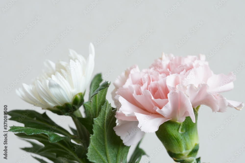 chrysanthemum flower macro