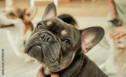 Puppy Black French bulldog looking away