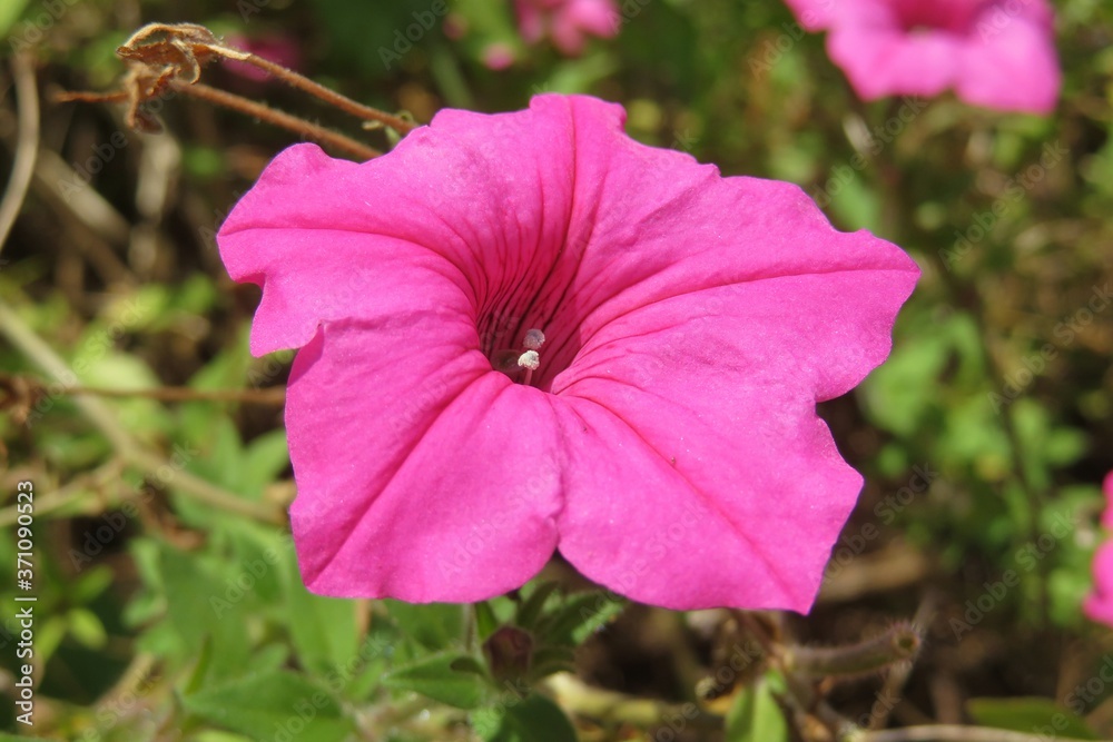 Pink Petunia flower in the garden, closeup Pink Petunia flower in the garden, closeup