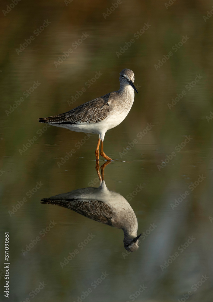 Redshank have red legs and a black-tipped red bill Redshank have red legs and a black-tipped red bill