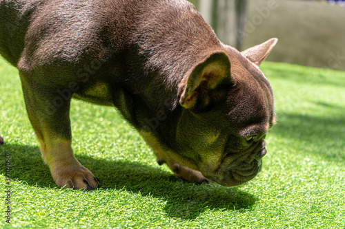 Black French bulldog puppy sniffing.