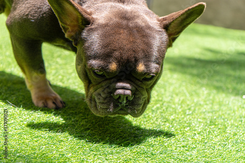 Black French bulldog puppy sniffing.