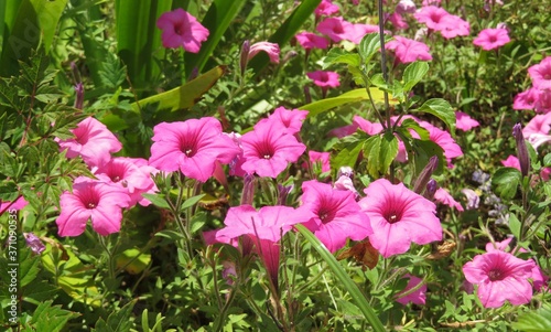 Fototapeta Naklejka Na Ścianę i Meble -  Beautiful pink petunia flowers in Florida zoological garden, closeup