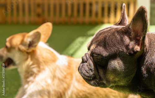 Puppy Black French bulldog sunbathe.
