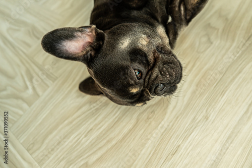 Puppy Black French bulldog sleeping on the ground.
