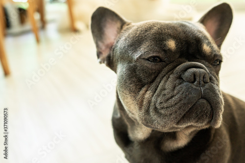 Puppy Black French bulldog looking away