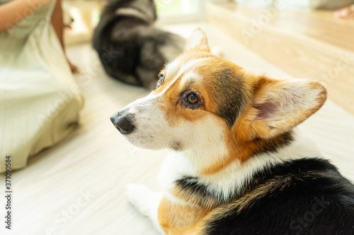 Close-up of corgi with looking away.