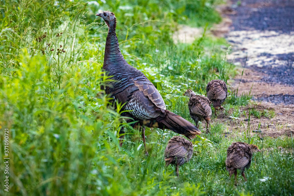 Female wild turkey with chicks close up portrait in summer in the wild Female wild turkey with chicks close up portrait in summer in the wild