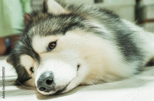 siberian husky sleeping on the ground.