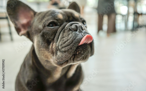 Black French Bulldog puppies are hungry.