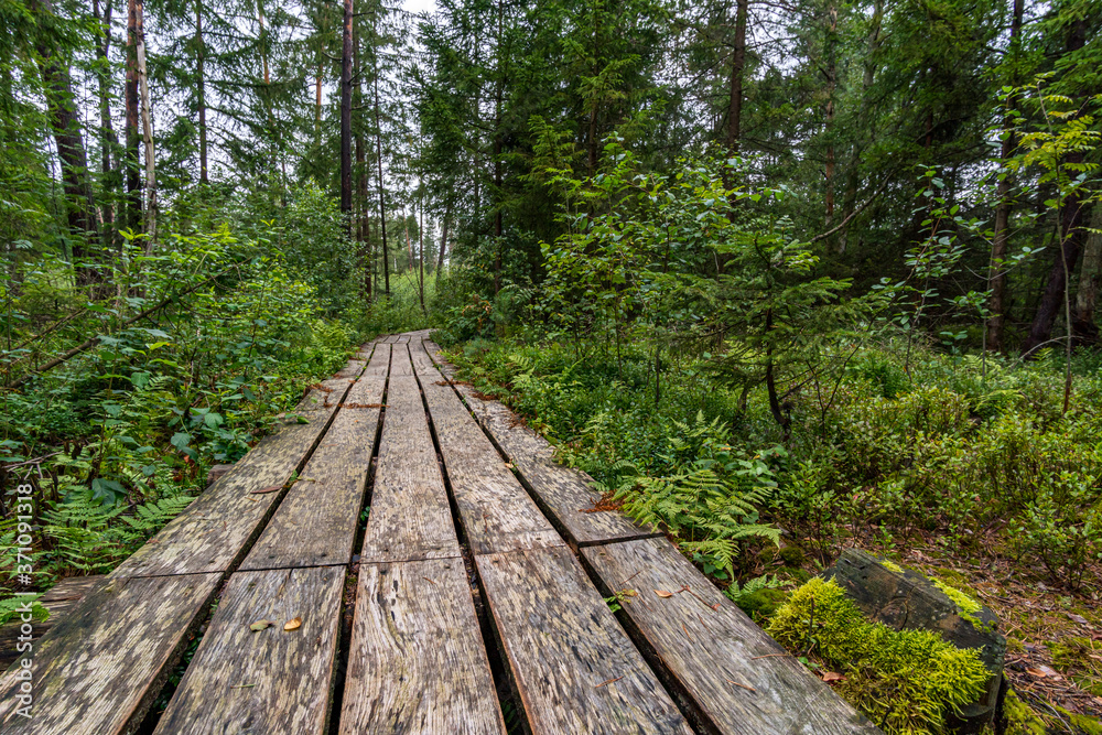 Nature reserve Wilhelmsdorf Pfrunger Ried in Upper Swabia