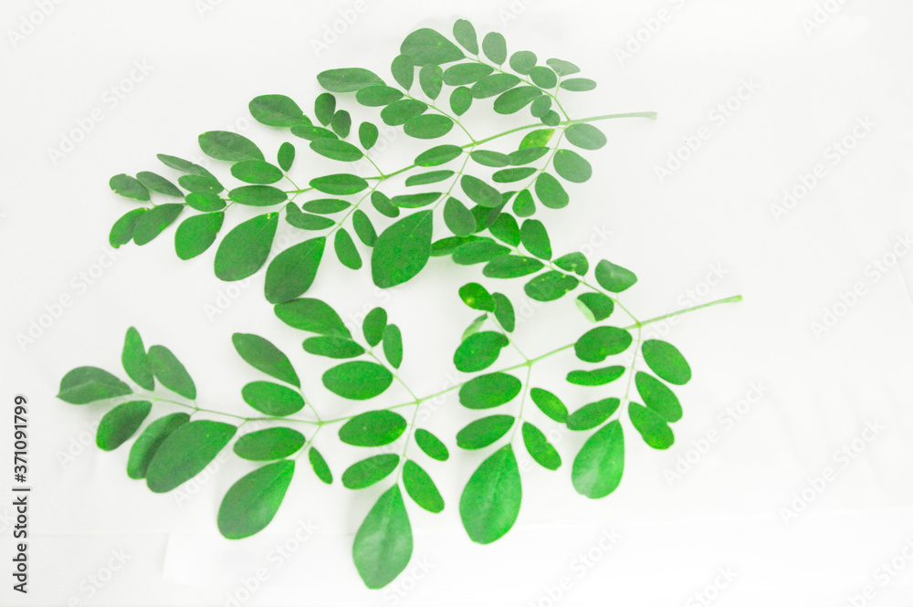 Moringa leaf Moringa leaf