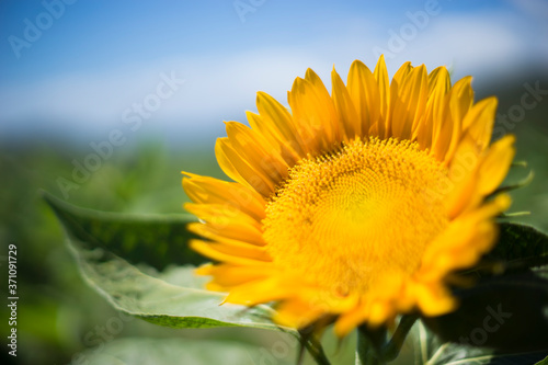 Sunflower and a very blue sky