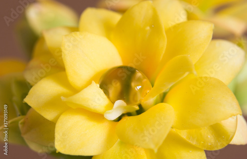 yellow kalanchoe flower