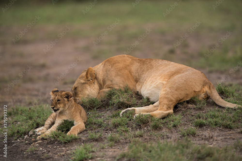 The lion is one of the four big cats and belongs to genus Panthera The lion is one of the four big cats and belongs to genus Panthera
