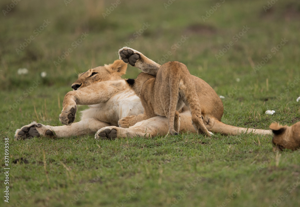 The lion is one of the four big cats and belongs to genus Panthera The lion is one of the four big cats and belongs to genus Panthera