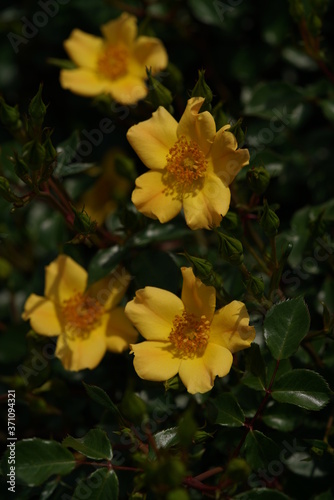 Yellow Flower of Rose 'Golden Chappy' in Full Bloom 