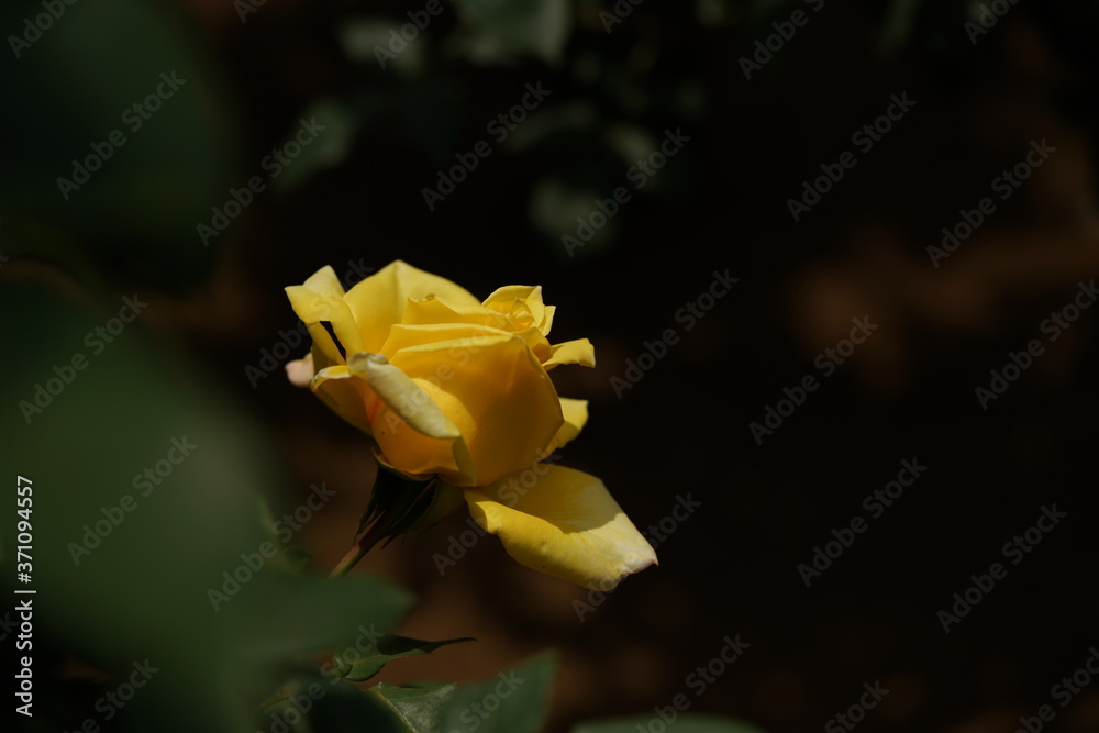 Yellow Flower of Rose 'Golden Heart' in Full Bloom
Yellow Flower of Rose 'Golden Heart' in Full Bloom
