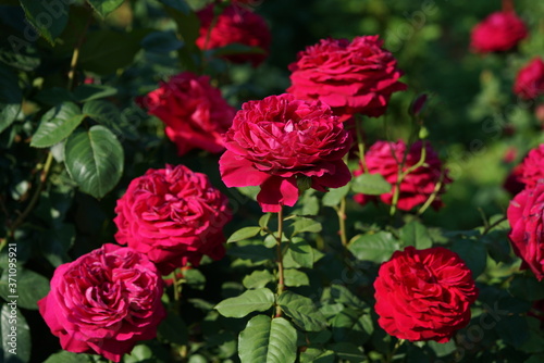 Red Flower of Rose  Gospel  in Full Bloom 